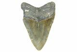 Fossil Megalodon Tooth - North Carolina #371653-2